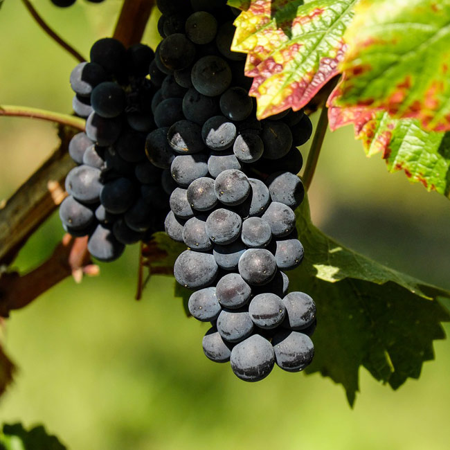 agricolaroccobraccia.it-uva-aglianico